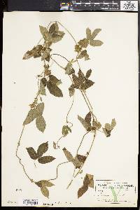 Dalechampia scandens image