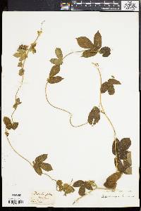 Dalechampia scandens image