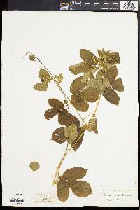 Dalechampia scandens image