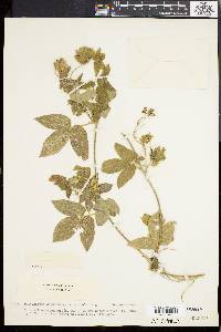 Dalechampia scandens image