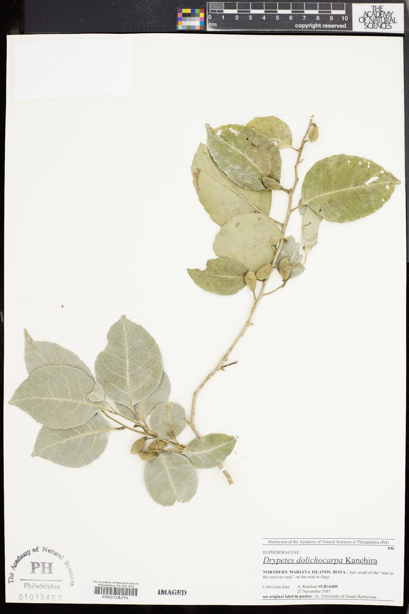 Drypetes image