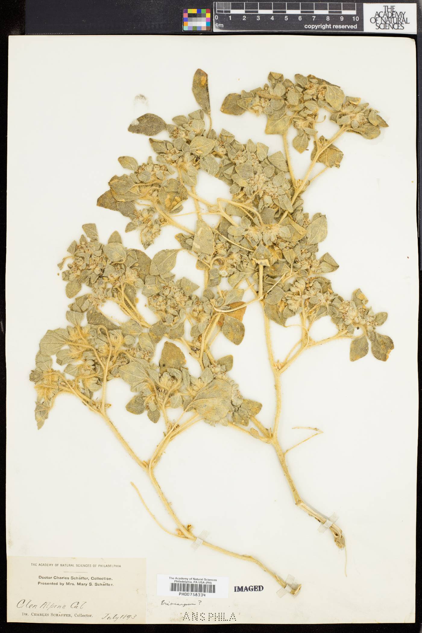 Eremocarpus image