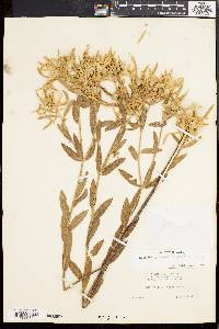 Dichrophyllum bicolor image