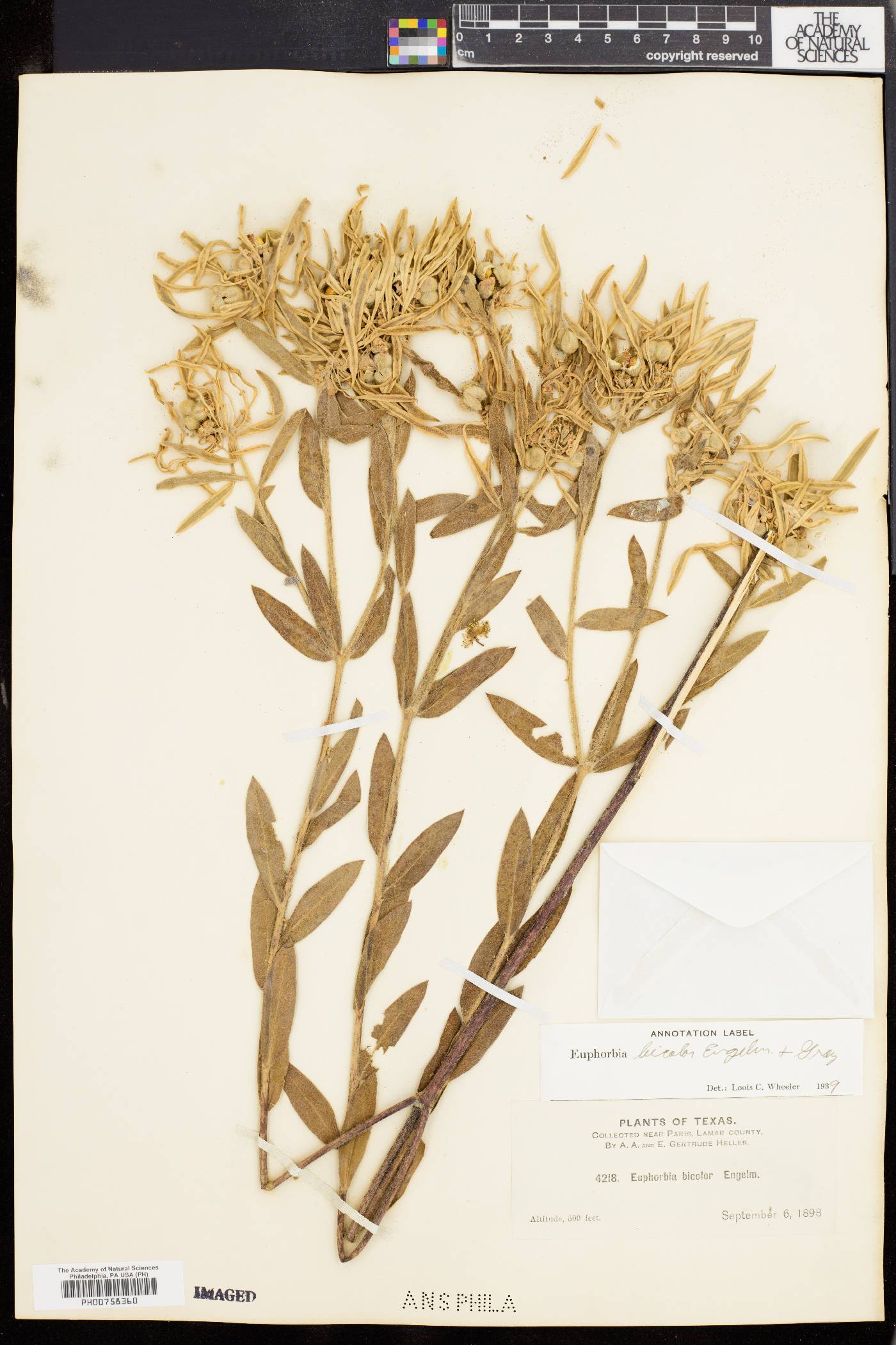 Dichrophyllum bicolor image