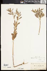 Dichrophyllum bicolor image