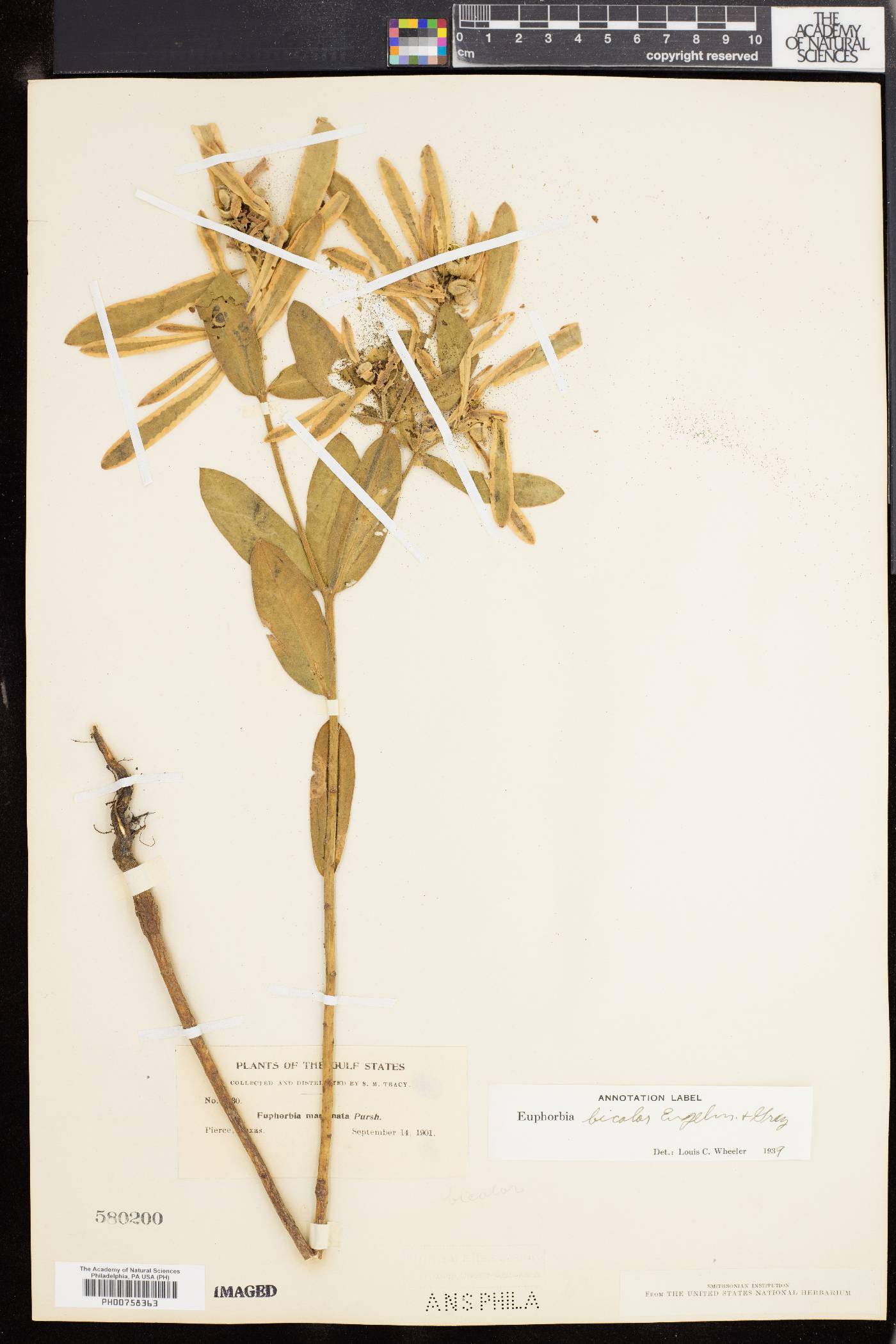 Dichrophyllum bicolor image