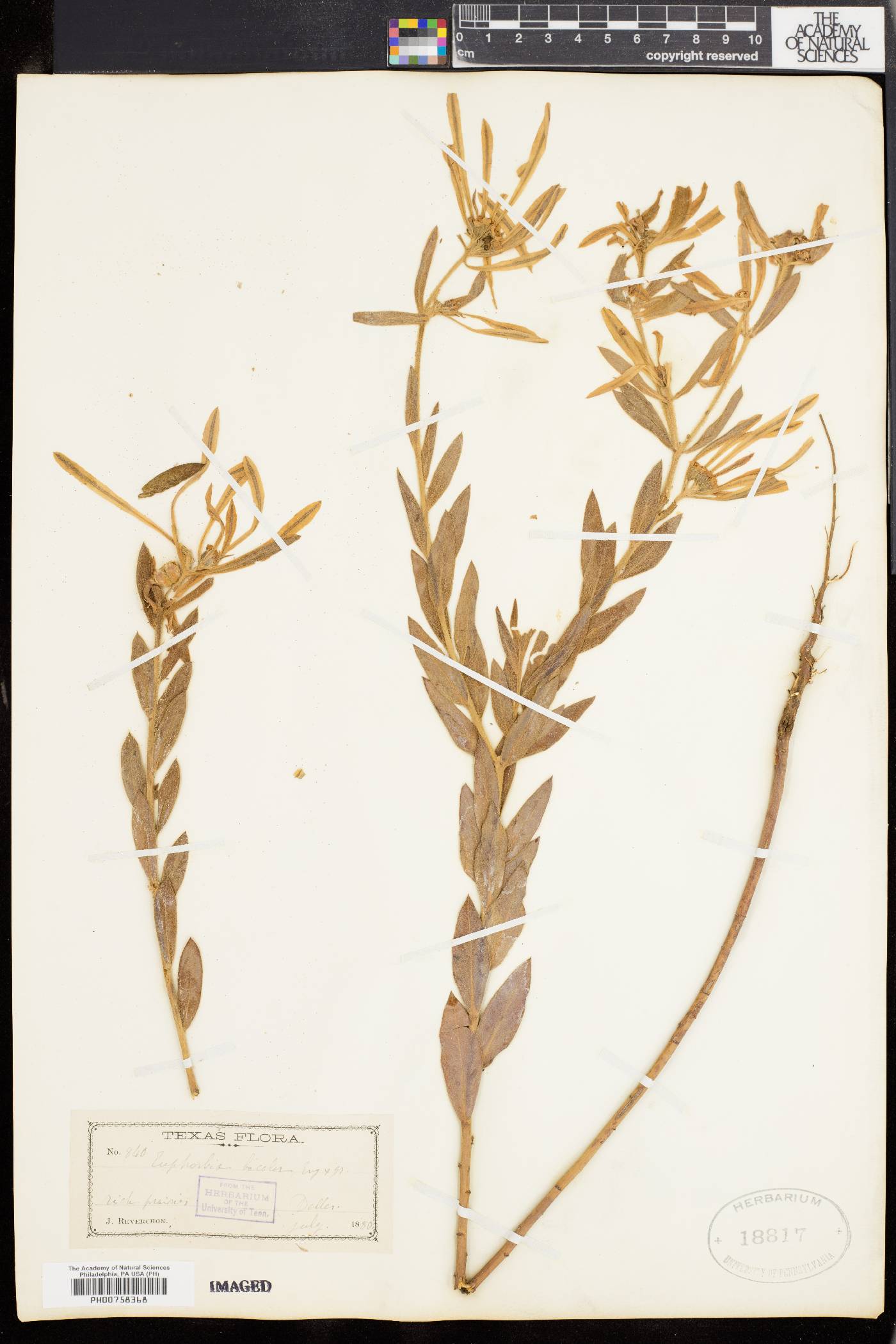 Dichrophyllum bicolor image