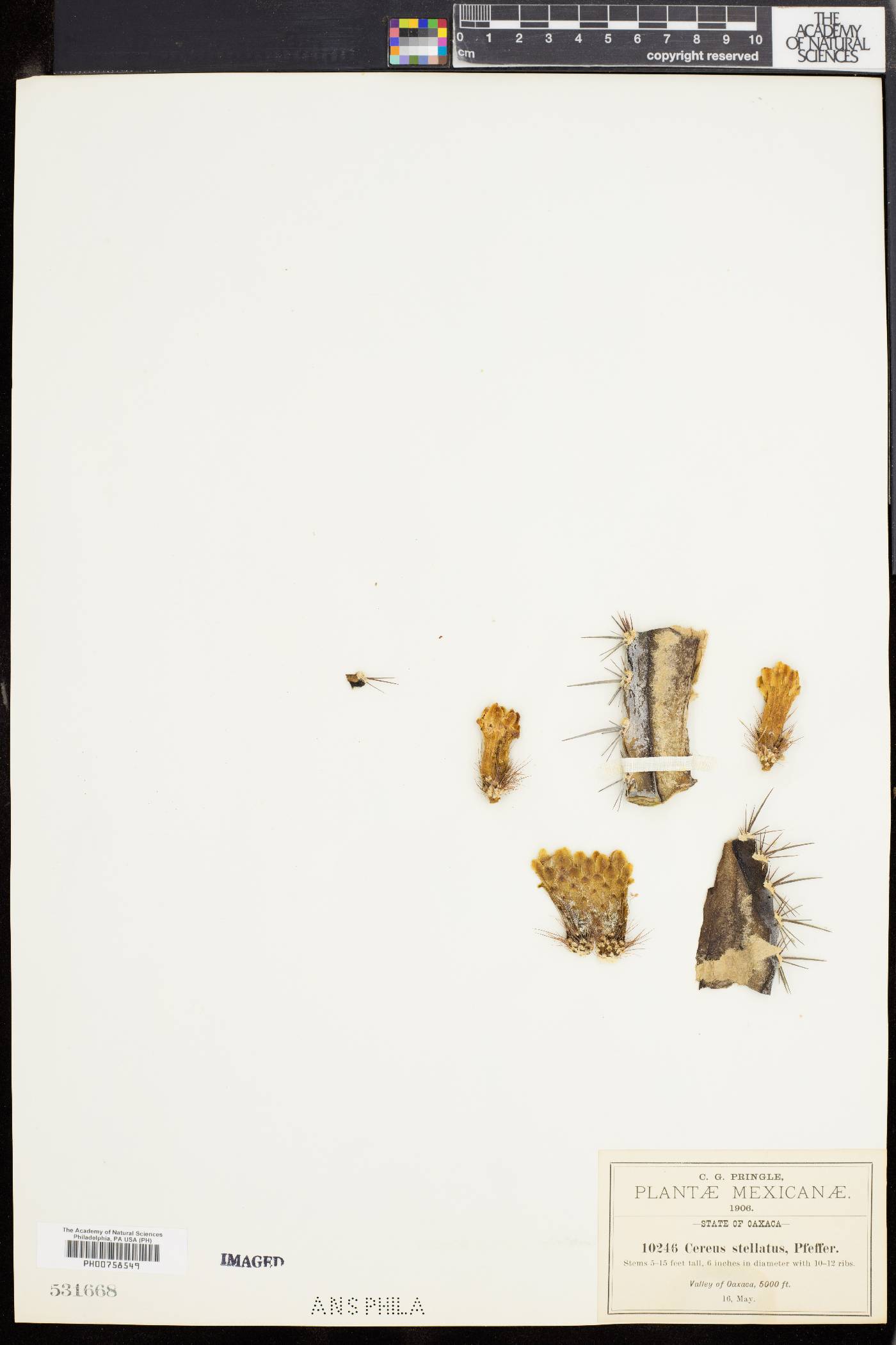 Cereus stellatus image