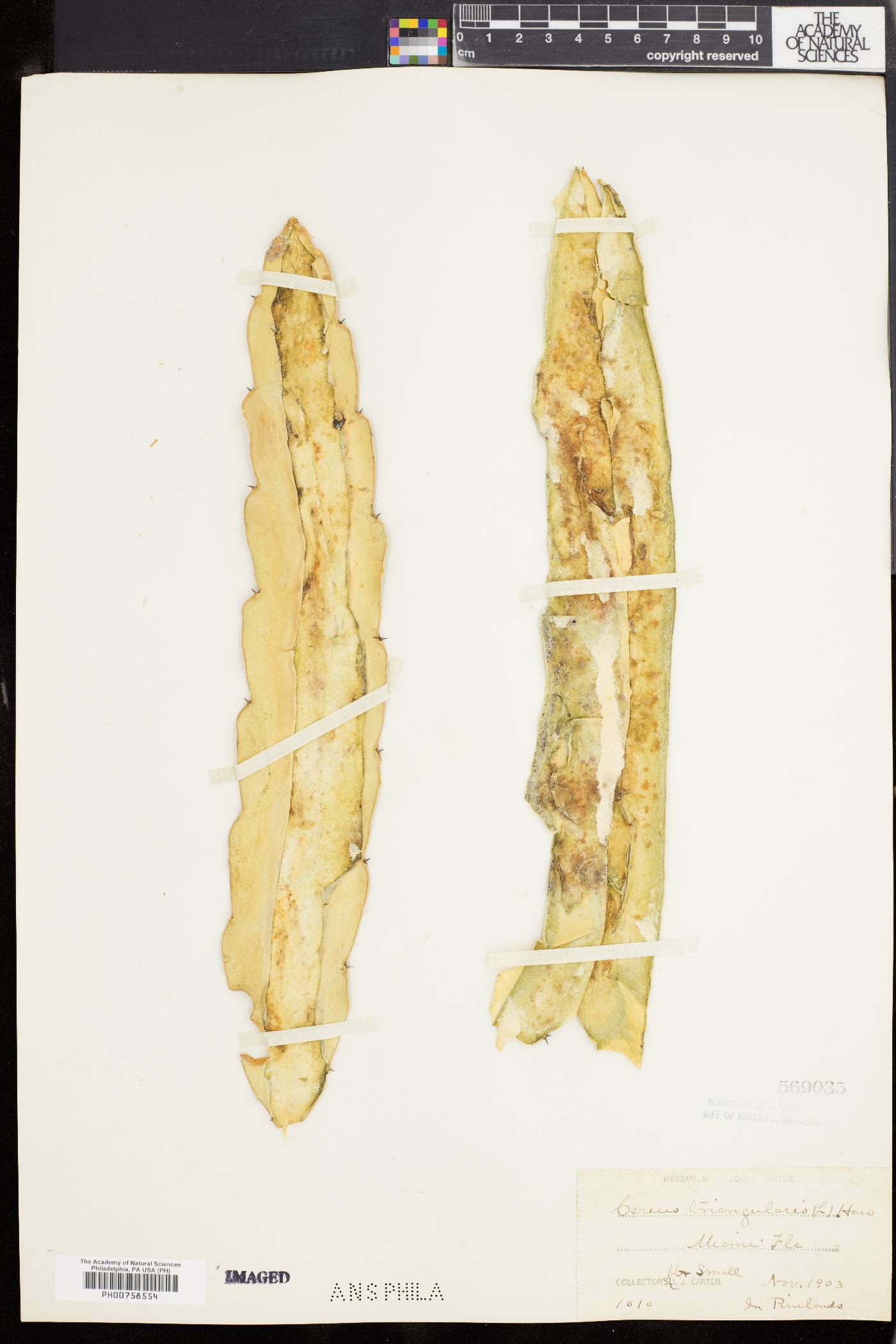 Hylocereus image