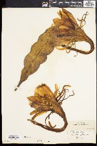 Epiphyllum oxypetalum image