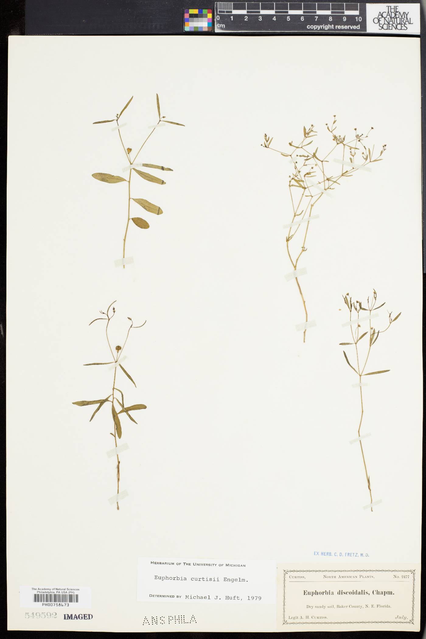 Euphorbia curtisii image