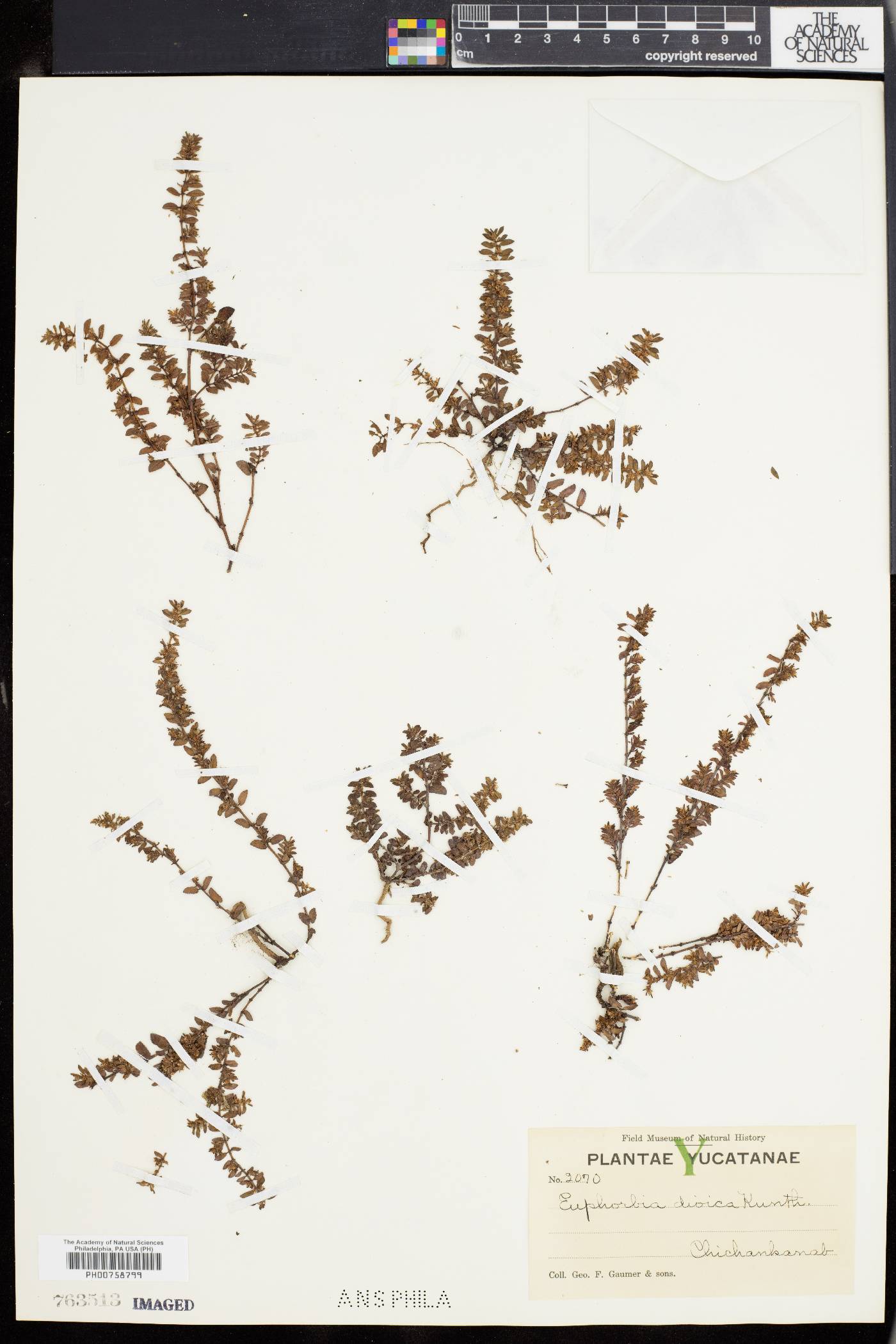 Euphorbia dioica image