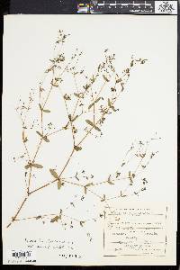 Chamaesyce hyssopifolia image