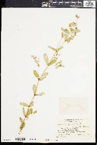 Chamaesyce hyssopifolia image