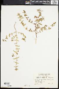 Chamaesyce hyssopifolia image