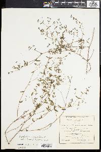 Chamaesyce hyssopifolia image