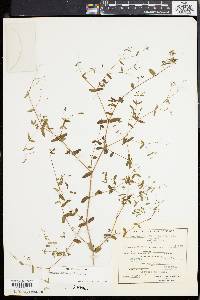 Chamaesyce hyssopifolia image