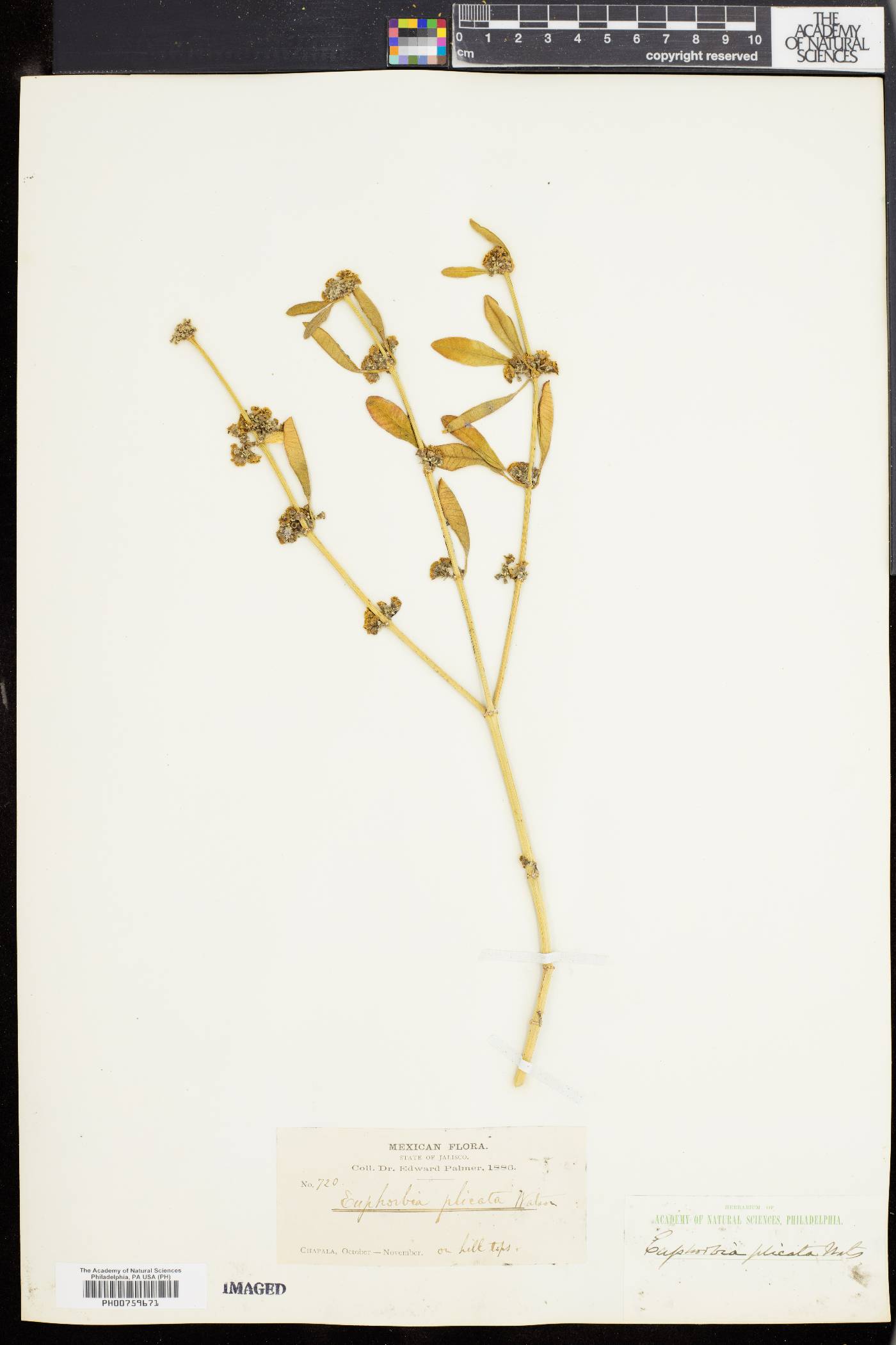 Euphorbia plicata image