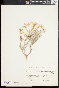 Image of Euphorbia acanthothamnos