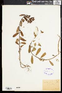 Image of Euphorbia alpina
