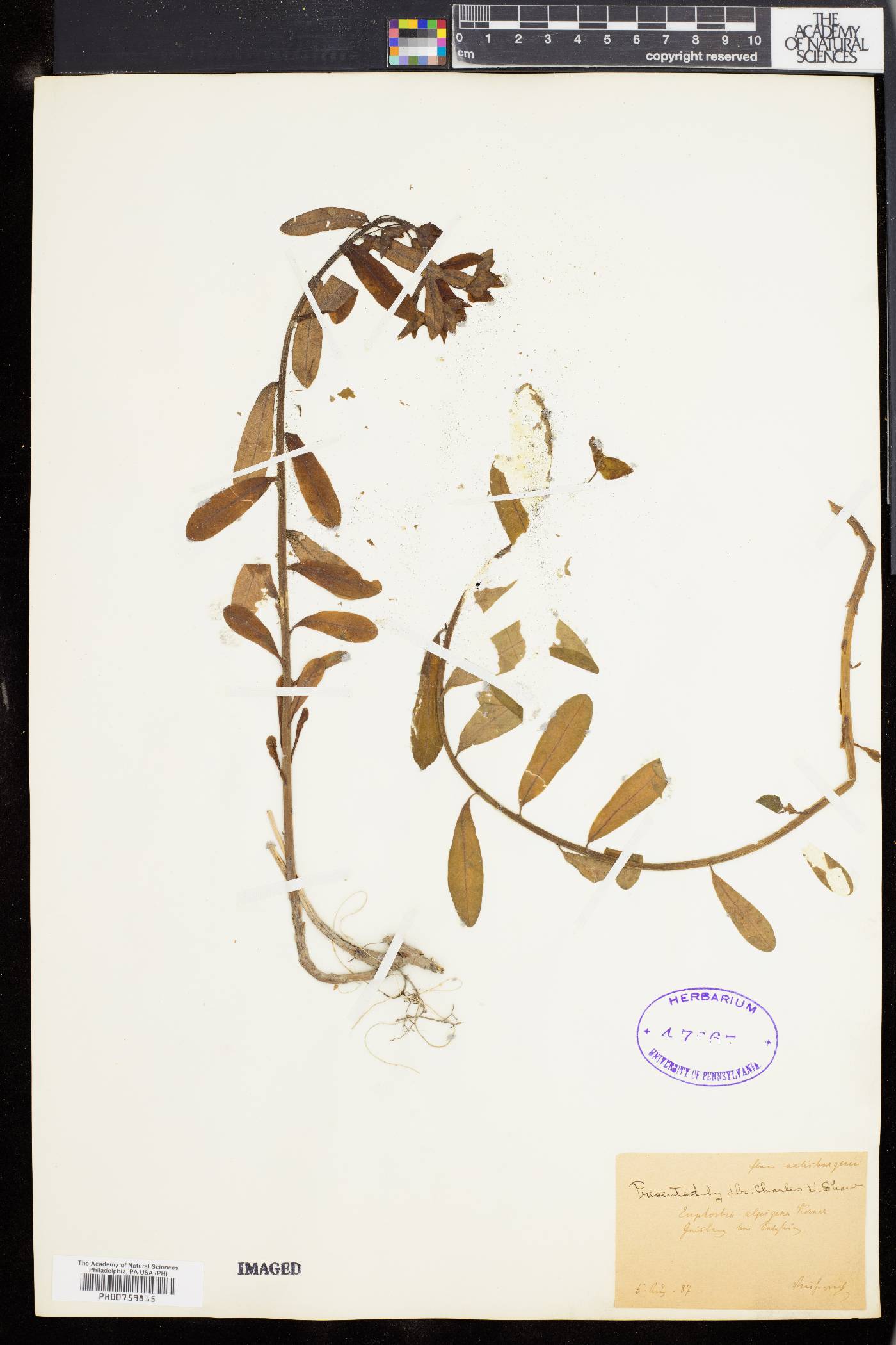 Euphorbia alpina image