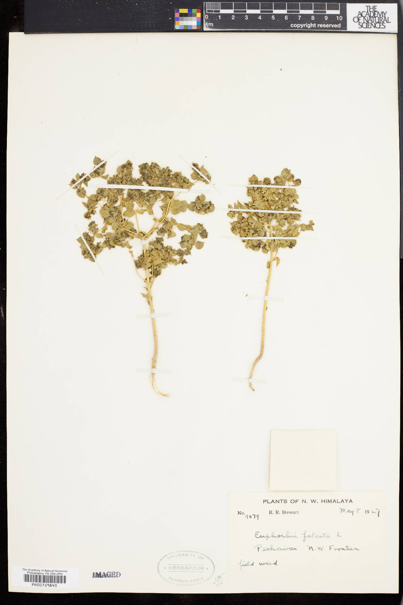 Euphorbia falcata image