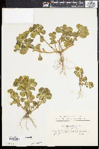 Euphorbia helioscopia image