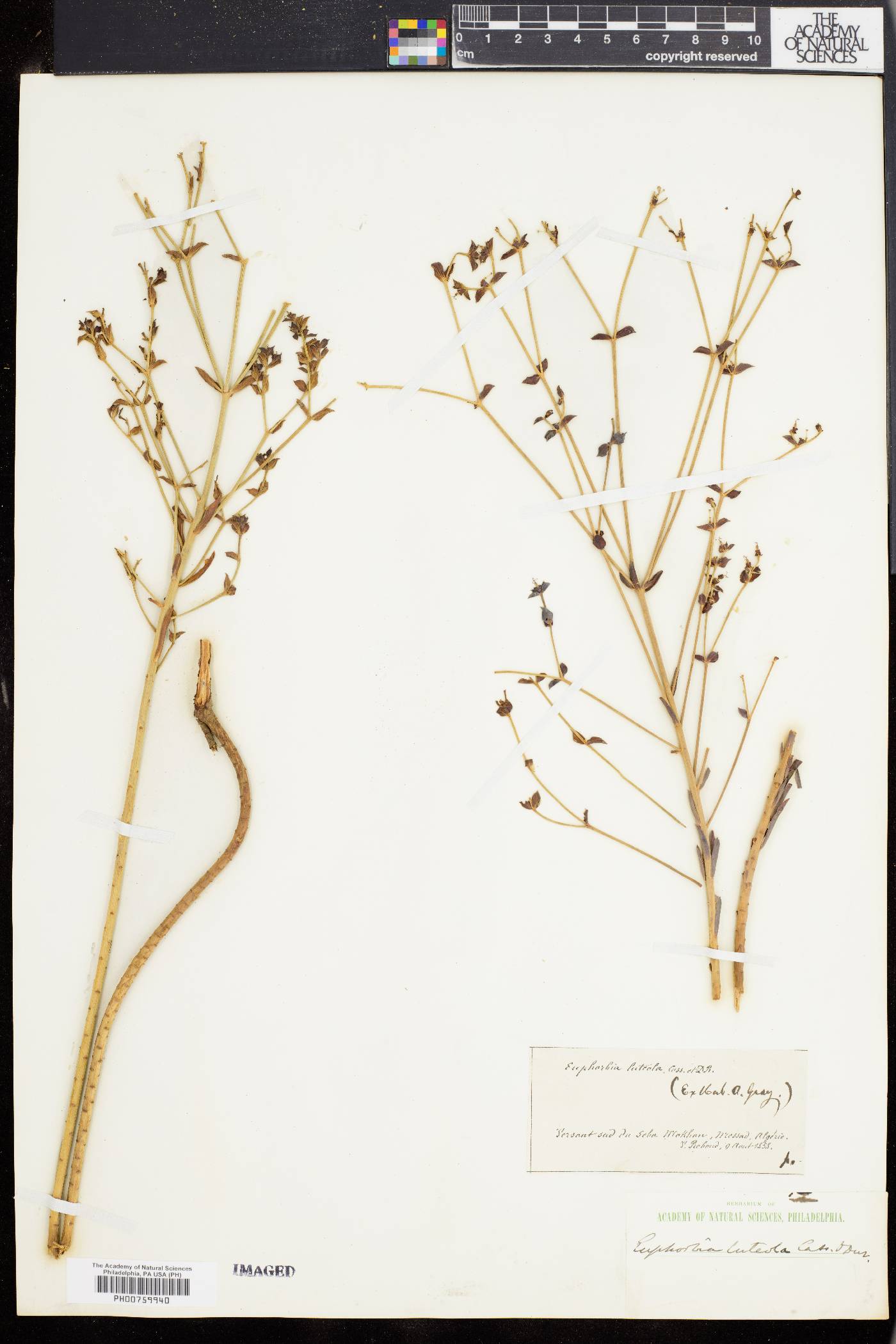 Euphorbia nicaeensis image