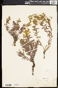 Euphorbia nicaeensis image