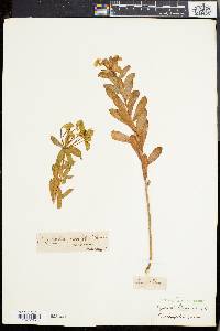 Euphorbia nicaeensis image