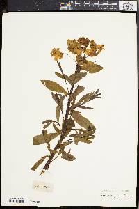 Euphorbia palustris image