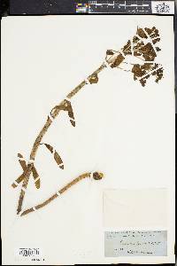 Euphorbia palustris image