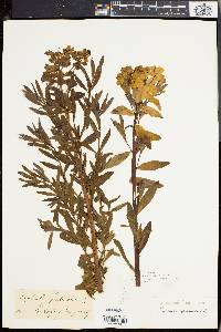 Euphorbia palustris image