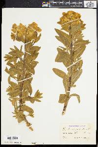 Euphorbia palustris image