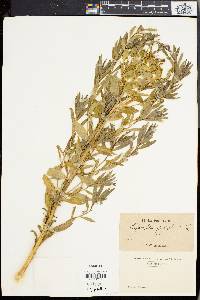 Euphorbia palustris image