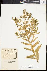Euphorbia palustris image