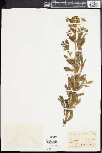 Euphorbia palustris image