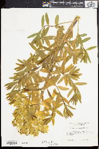 Euphorbia palustris image