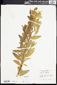Euphorbia palustris image