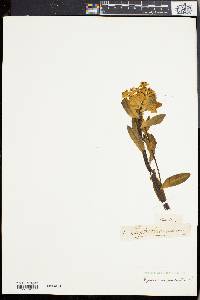 Euphorbia palustris image