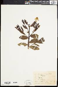 Euphorbia palustris image