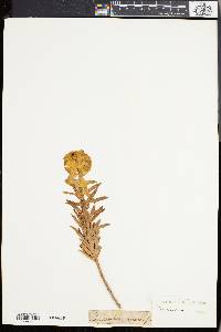 Euphorbia nicaeensis image