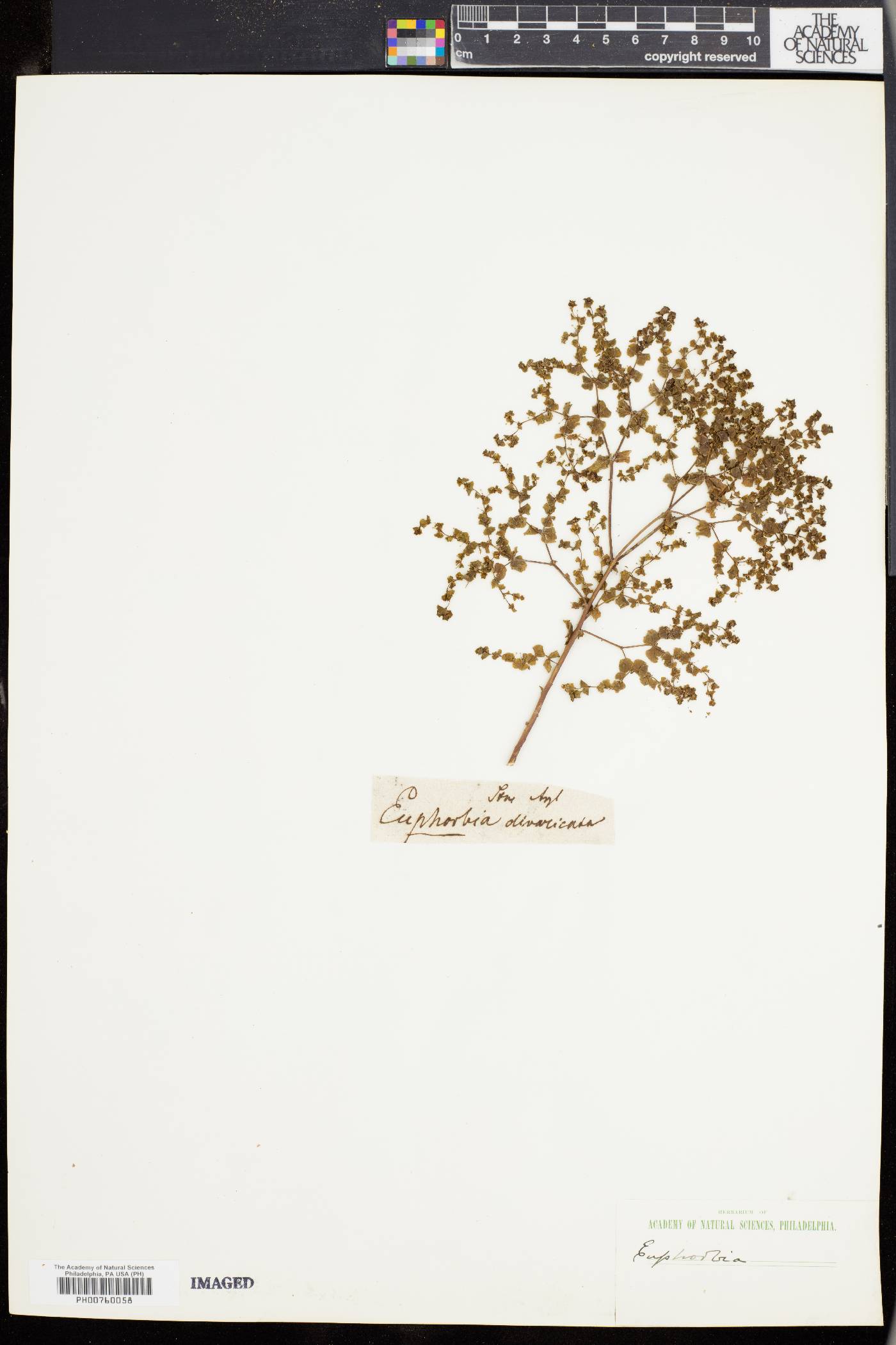 Euphorbia wheeleri image