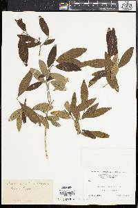 Sapium glandulosum image