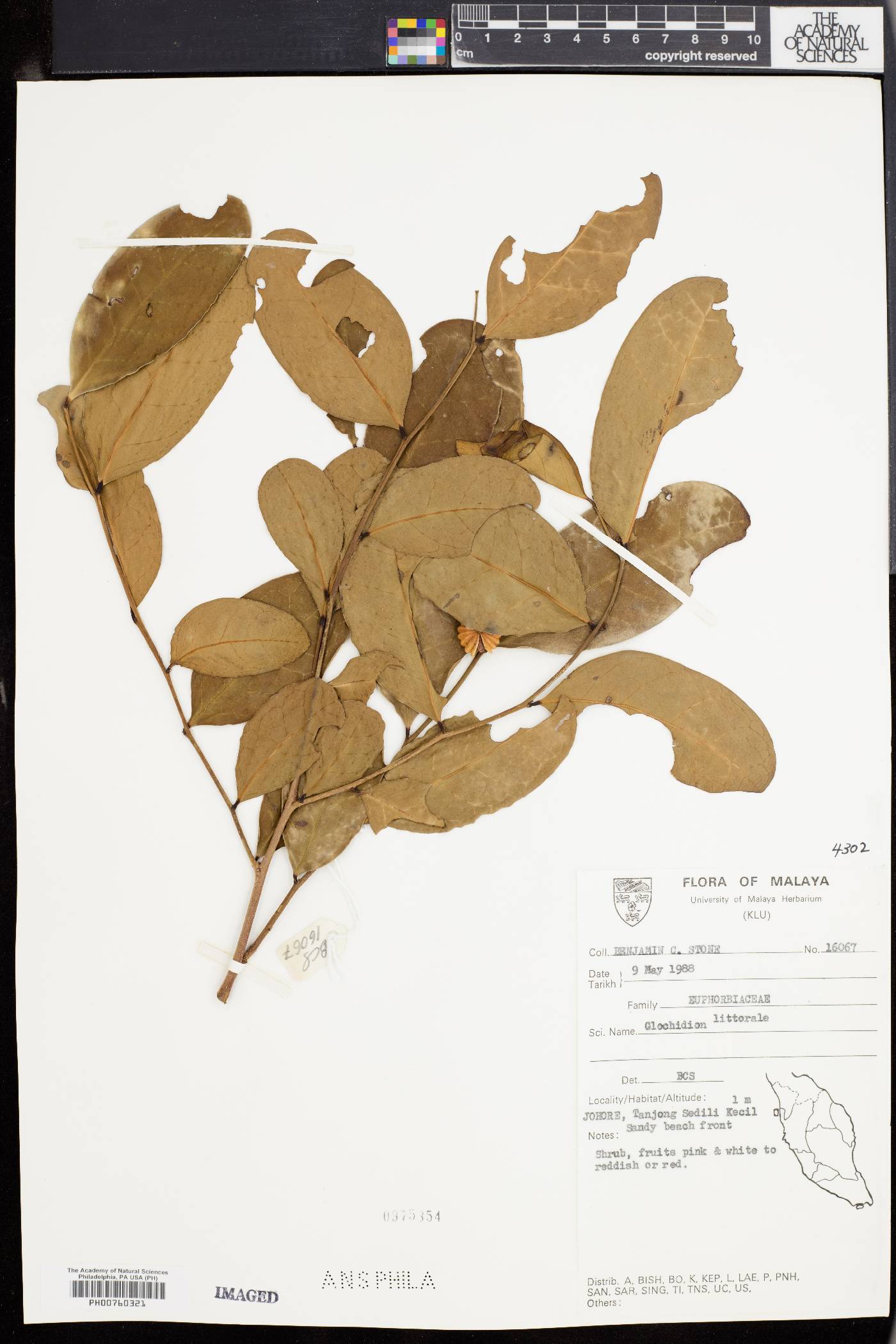 Phyllanthus littoralis image