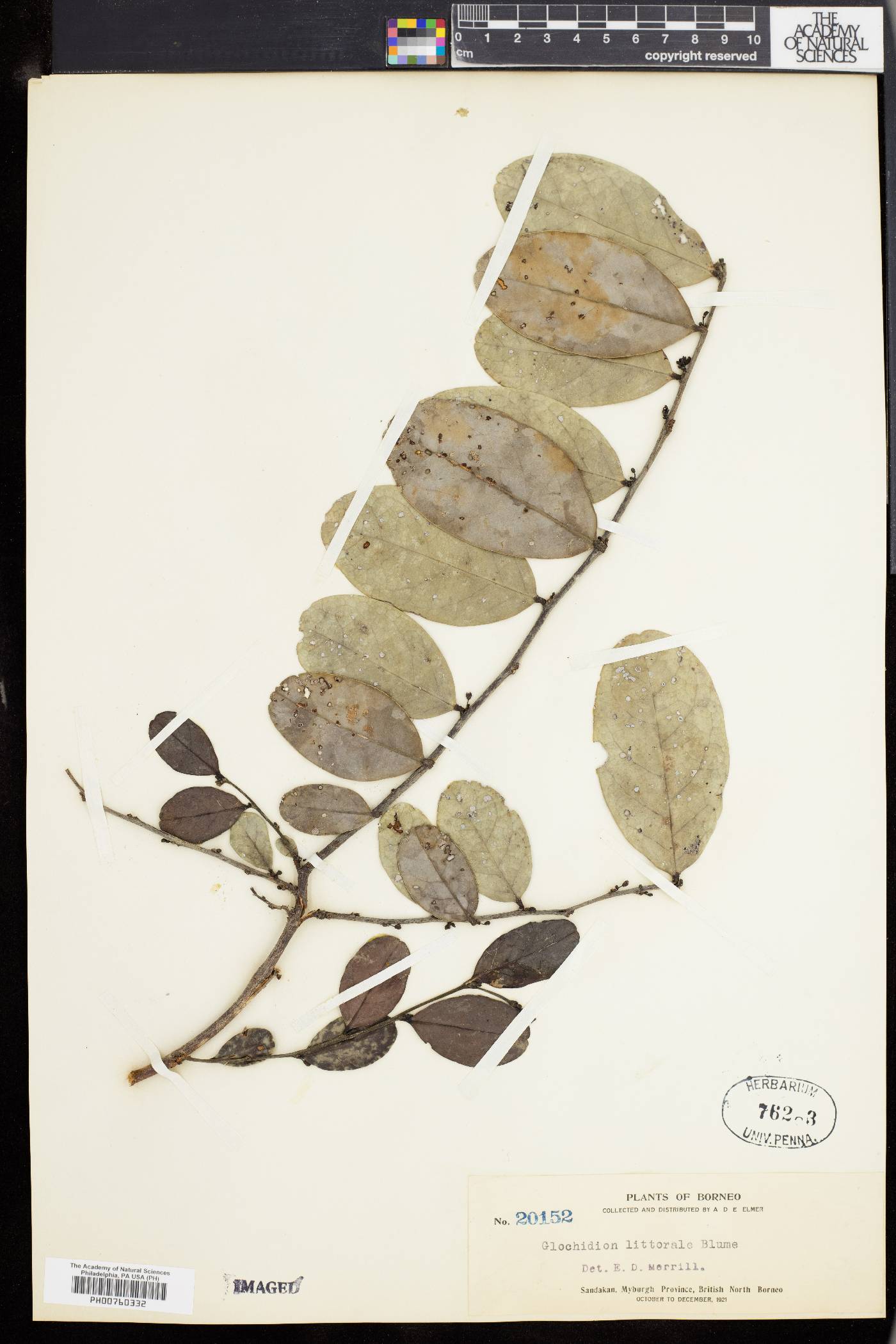 Phyllanthus littoralis image