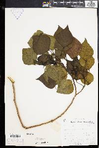 Image of Homalanthus acuminatus
