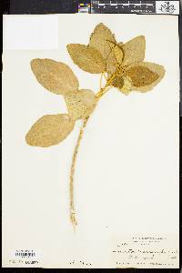 Lasiocroton macrophyllus image