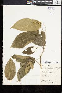 Mallotus peltatus image