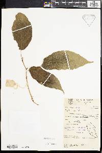 Mallotus peltatus image